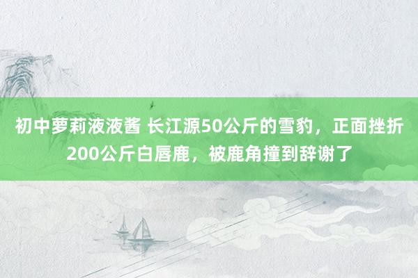 初中萝莉液液酱 长江源50公斤的雪豹，正面挫折200公斤白唇鹿，被鹿角撞到辞谢了